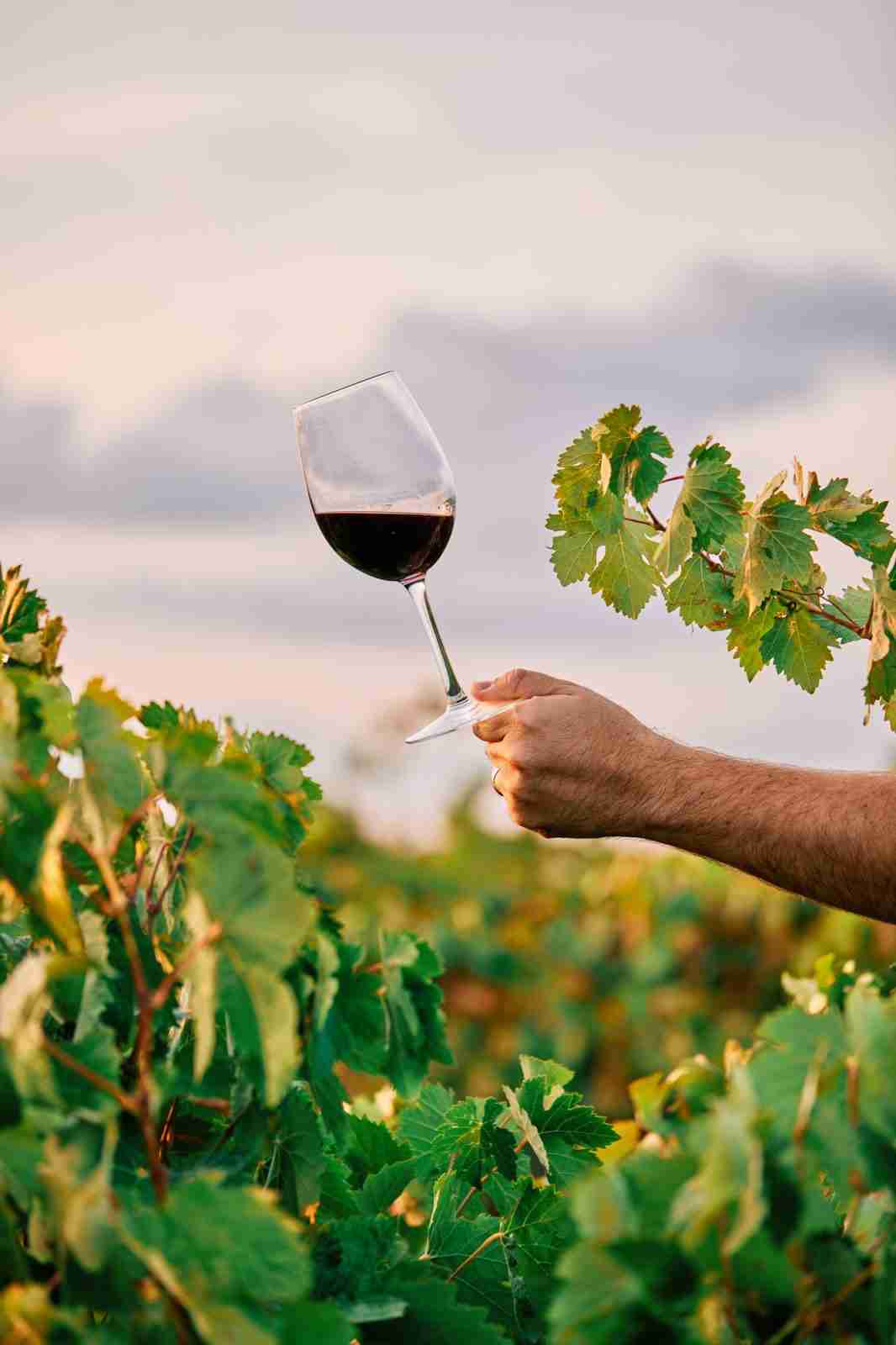 wine trading wfoe